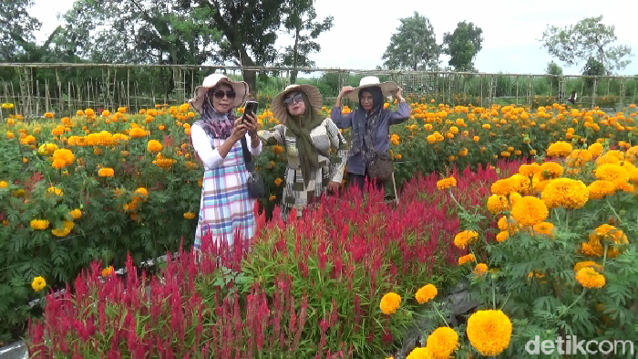 Pengunjung wisata petik sayur di Lumajang
