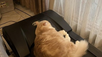 Resolusi 2025 mirip-mirip kayak kucing ini gambarannya. Foto: X/cluelessdirectr