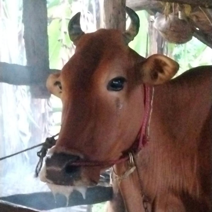 sapi di sumenep terserang penyakit dijual murah