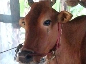 Pemkab Sumenep Siagakan 39 Petugas Tangani Penyakit Ratusan Sapi
