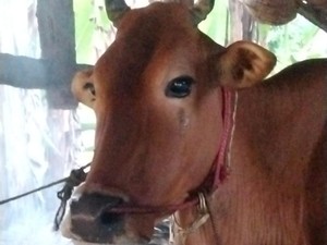 Pemkab Sumenep Siagakan 39 Petugas Tangani Penyakit Ratusan Sapi