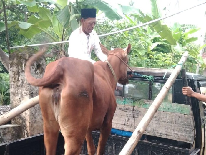 sapi di sumenep terserang penyakit dijual murah