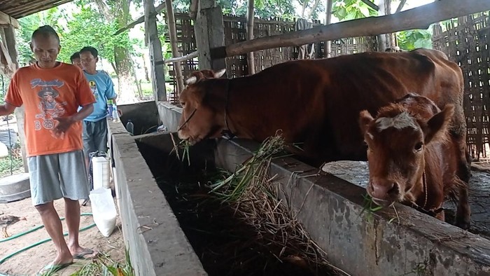 sapi terinfeksi pmk di magetan