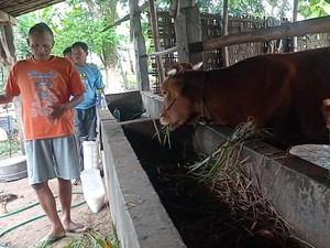 Wabah PMK Kembali Serang Magetan, 30 Ekor Sapi Milik Warga Mati