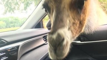 Ngumpet ketakutan. Foto: Kids in Predicaments