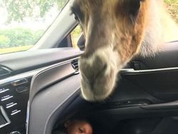 Kelakuan Bocil Terekam Kamera yang Bikin Ngakak