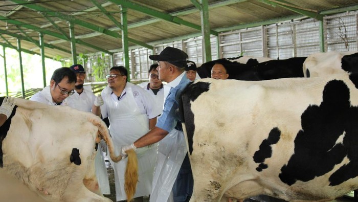 Pemberian vaksin PMK kepada hewan ternak di Jatim