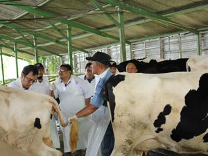 6.072 Kasus PMK Ditemukan pada 30 Kabupaten/Kota di Jatim