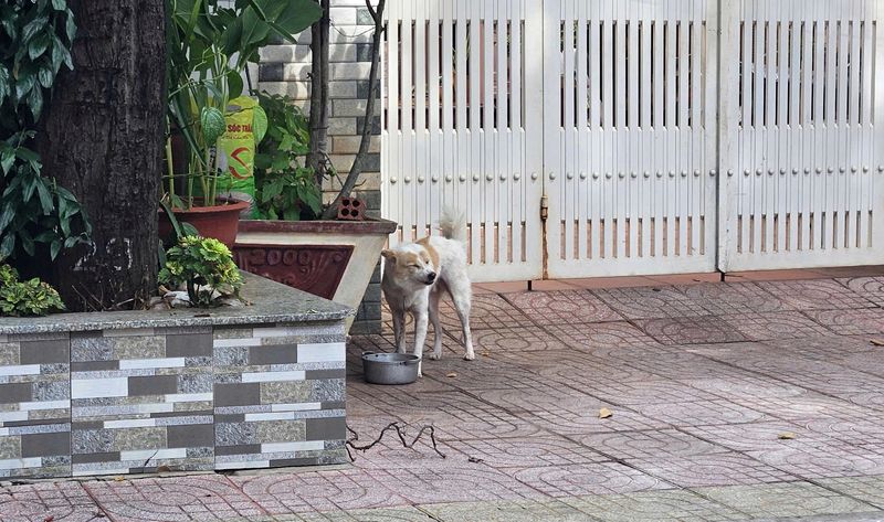 Pemilik Resto Ini Meninggal Usai Kena Rabies Saat Masak Daging Anjing