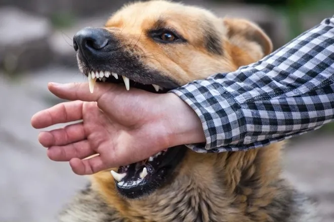 Pemilik Resto Ini Meninggal Usai Kena Rabies Saat Masak Daging Anjing