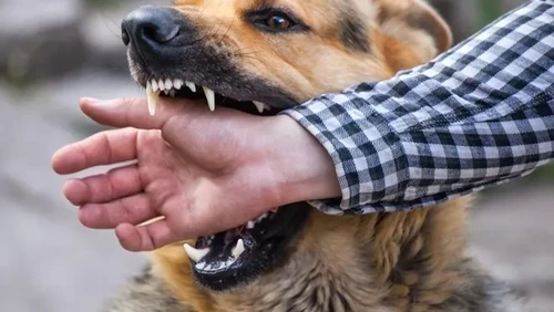 Pemilik Resto Ini Meninggal Usai Kena Rabies Saat Masak Daging Anjing