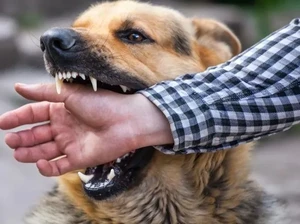 Kronologi Pegawai Kecamatan di Kupang Meninggal Digigit Anjing Rabies