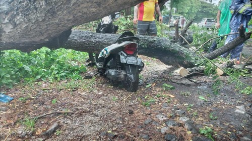 Penanganan pohon tumbang timpa motor di Bypass Ida Bagus Mantra oleh BPBD Gianyar bersama pihak kepolisian, Selasa (31/12/2024). (Dok Polsek Gianyar)