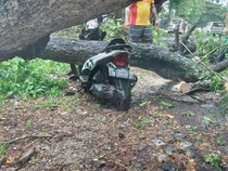 Hujan Angin, Pohon Tumbang Timpa Motor di Bypass Ida Bagus Mantra