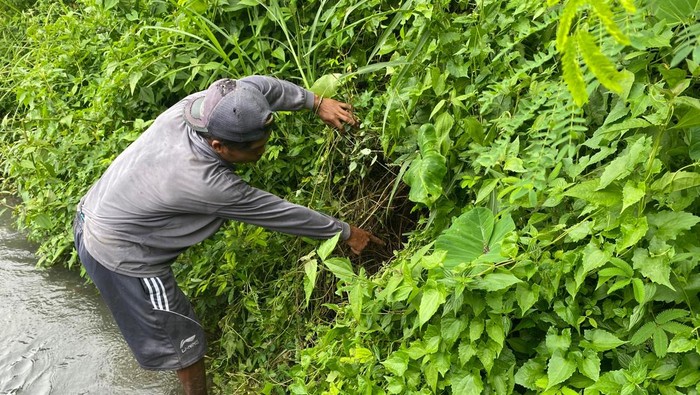 Lokasi penemuan bayi di Desa Jelbuk Jember di semak dekat irigasi sawah