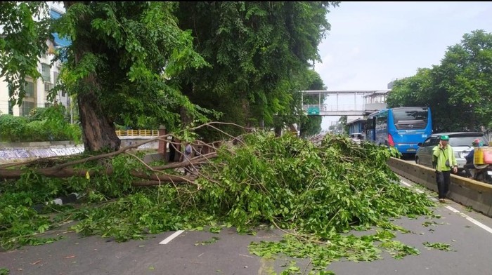 Pohon tumbang tutup jalan di Jakpus. Dokumentasi: TMC