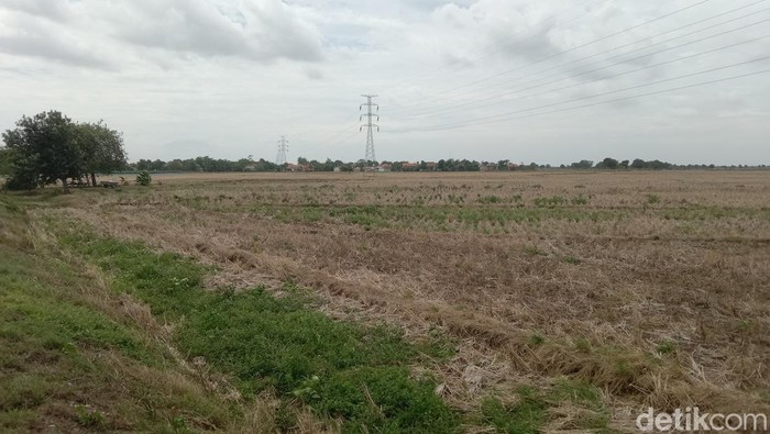 Potret persawahan yang belum mendapatkan pasokan air di wilayah Kecamatan Balongan, Kabupaten Indramayu