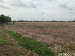 Musim Tanam di Indramayu Molor Akibat Suplai Air Terhambat