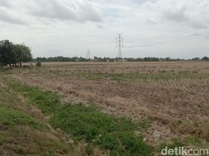 Musim Tanam di Indramayu Molor Akibat Suplai Air Terhambat