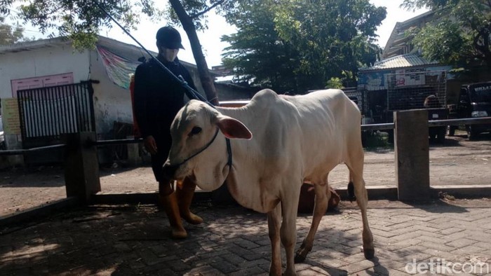 Sapi di Pasuruan