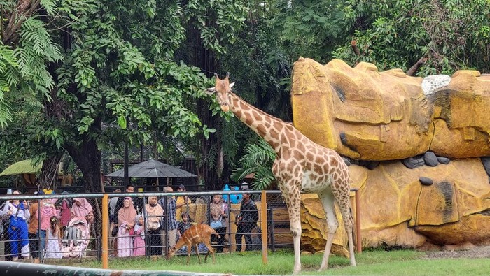 Suasana Kebun Binatang Surabaya pada hari terakhir 2024.