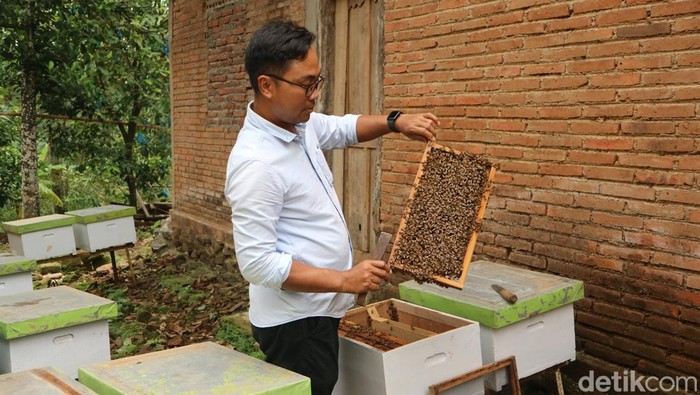 Warga Sampok Kecamatan Gunungwungkal Pati menjadi sentra penghasil madu, Selasa (31/12/2024).