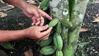 Harga kakao kering tingkat petani di daerah tersebut nari dari Rp 22 ribu/kg menjadi Rp 85 ribu/kg.