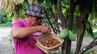 Petani memeriksa kualitas kakao (theobroma cacao) yang telah dikeringkan di Kelurahan Purnama Dumai, Riau, Selasa (31/12/2024).