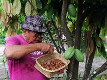 Harga Kakao di Dumai Naik