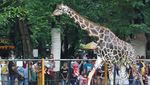 Libur Tahun Baru, Kebun Binatang Surabaya Dipadati Pengunjung