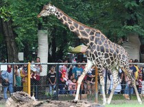 Musim Hujan, KBS Siapkan Tempat Berteduh dan Layanan Jemput Pengunjung