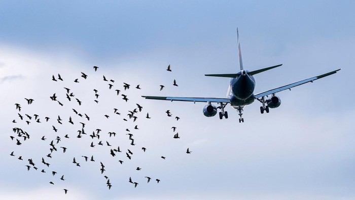 Mungkinkah kawanan burung jadi penyebab kecelakaan Jeju Air di Korsel?