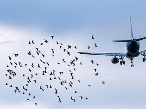 Usai Tragedi Jeju Air, Bandara Korsel Wajib Pasang Radar Pendeteksi Burung