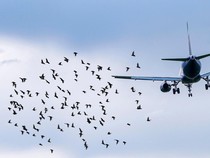 Mungkinkah Kawanan Burung Jadi Penyebab Kecelakaan Jeju Air di Korsel?