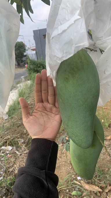 Netizen Panen Buah Raksasa dari Alpukat hingga Pepaya, Ini Tampilannya