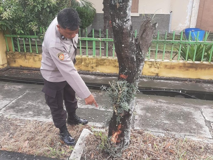 Polisi menunjukkan pohon yang ditabrak pemotor di Jalan Mrisi, Padokan, Tirtonirmolo, Kasihan, Bantul, Rabu (1/1/2025).
