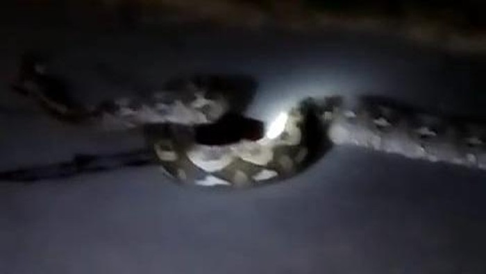 Seekor ular sanca sepanjang 8 meter mati ditebas warga pakai parang di Kabupaten Polewali Mandar (Polman), Sulawesi Barat (Sulbar).
