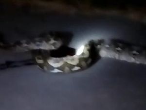 Ular Sanca 8 Meter Mati Ditebas Warga Usai Kagetkan Pasutri di Polman