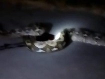 Ular Sanca Muncul di Jalanan Jaksel Bikin Pengguna Jalan Ketakutan