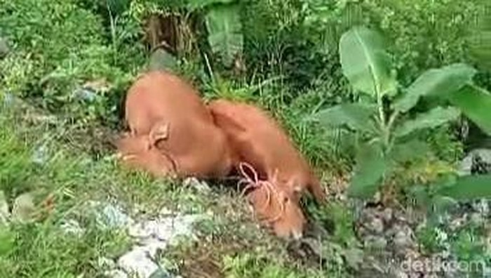 bangkai sapi dibuang di sumenep