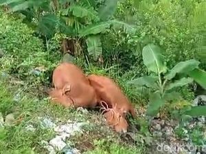 Viral 2 Bangkai Sapi Dibuang di Pinggir Jalan, Ini Kata DKPP Sumenep