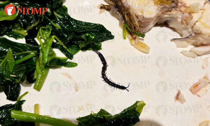 Beli Nasi Ayam Murah, Pembeli Ini Kaget Ada Kelabang Mati di Dalamnya