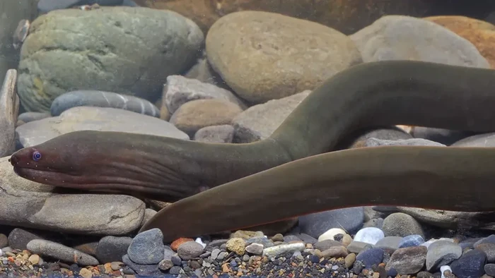 Spesies baru belut moray ditemukan bersembunyi di muara sungai yang gelap di Indo-Pasifik Tengah. Tempat ia ditemukan menginspirasi peneliti menamainya Hades, Dewa Penguasa Dunia Bawah dalam mitologi Yunani.