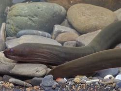 Belut Itu Ikan atau Ular? Terungkap! Ini Jawaban Ilmiah & Klasifikasinya