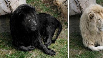 Tampaknya menemukan spesies yang aneh dan unik adalah sesuatu yang disukai semua orang, dan meskipun menemukan hewan yang unik adalah hal yang keren, tidak perlu membuatnya dengan photoshop dengan mengubah singa menjadi berwarna hitam. Foto: Boredpanda