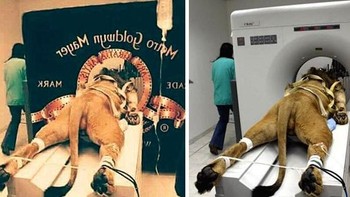 Foto seekor singa yang diikat ke mesin untuk membuat intro MGM yang ikonik berupa singa yang mengaum sebenarnya adalah foto seekor singa yang sedang didiagnosis di kantor dokter hewan. Untungnya, singa tersebut pulih dengan sangat baik dan sekarang sudah benar-benar sehat. Selain itu, fakta menariknya adalah bahwa ada 7 singa yang digunakan untuk membuat intro MGM, singa yang sekarang bernama Leo, telah muncul di sebagian besar film sejak tahun 1957. Foto: Boredpanda