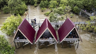 Geliat Wisata Hutan Bakau di Jambi