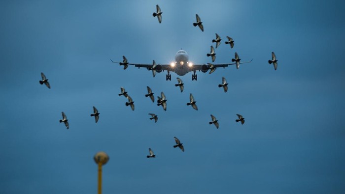 Ilustrasi kawanan burung mengepung pesawat yang akan landing.
