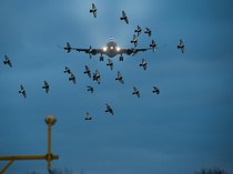 Pesawat Kerap Bertemu Burung di Langit, Apa yang Harus Dilakukan?