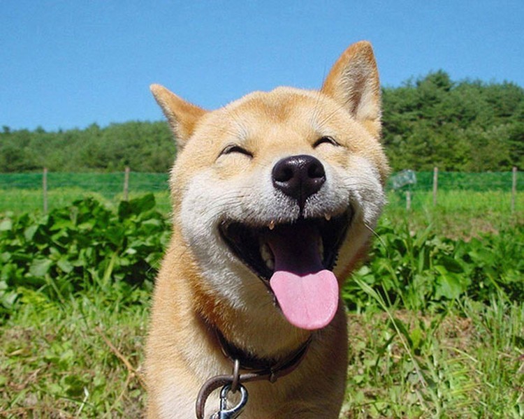 Melihat Potret Hewan ini Jadi Ikutan Senyum, Bikin Good Mood